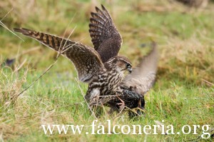 falco smeriglio2