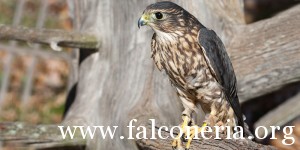 merlin