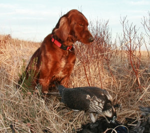 Red-Setter-Falcon