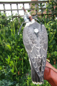 scout-transmitter