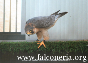 falco pellegrino 0055