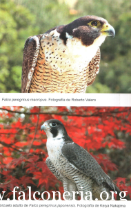 falco pellegrino 0066