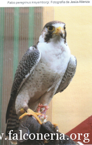 falco pellegrino 0099