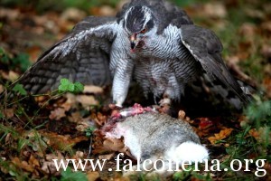 falconeria 10
