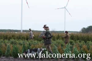 falconeria 2