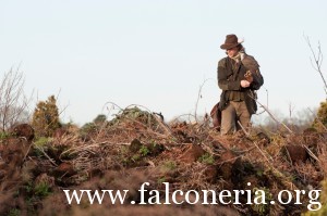 falconeria 3