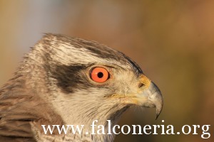 falconeria 5