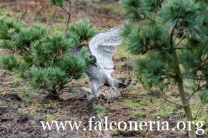 falconeria 6
