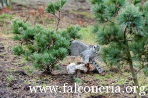 falconeria 7
