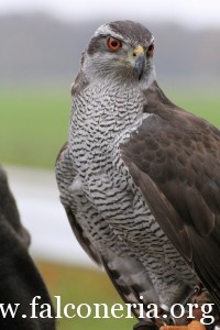 falconeria 8