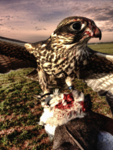 falcosangue