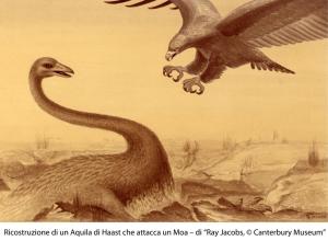 aquila