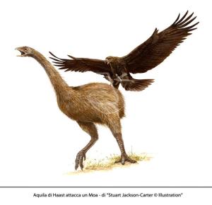 aquila attacca moa
