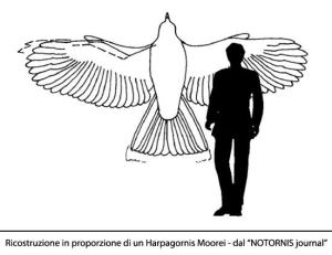 aquila e uomo