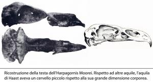teschio aquila