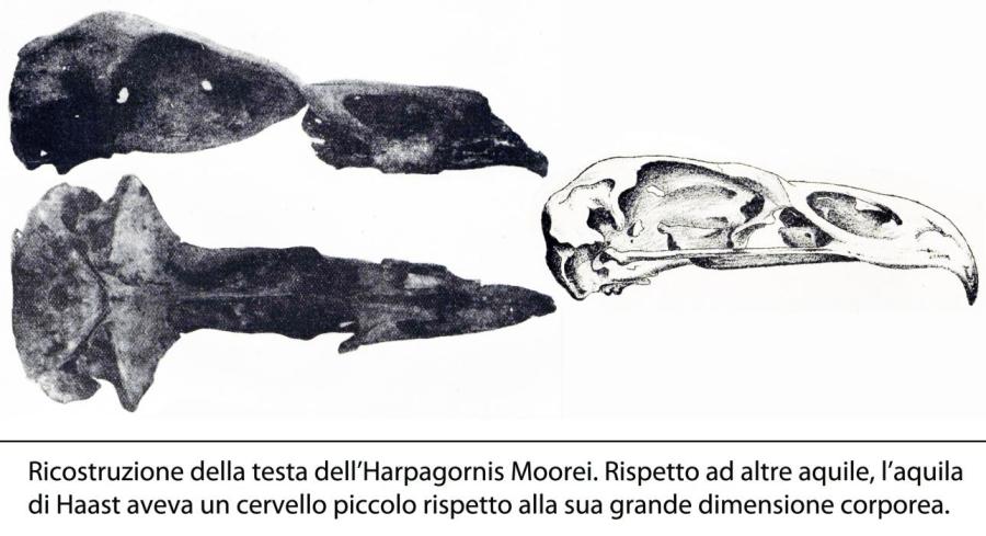 L’Aquila di Haast - Falconeria.org - Il Portale Italiano sulla Falconeria
