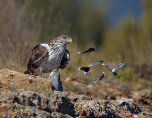47_1bonelli_s_eagle_1