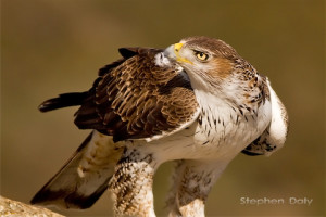 Bonell's-Eagle-adm-feed_0101
