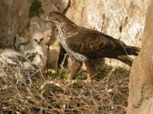 bonellis_eagle_p1