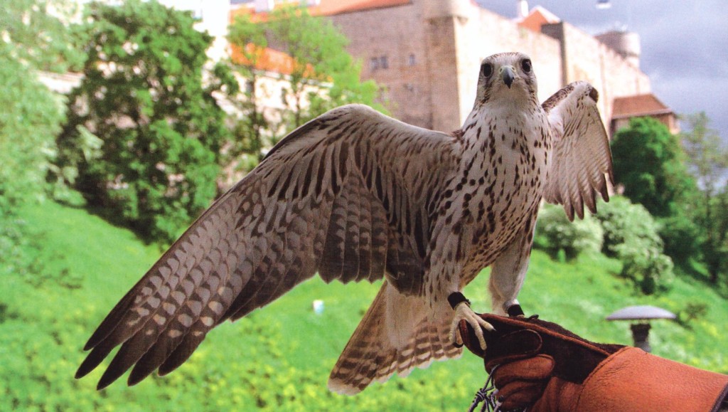 cetreria estonia 0001