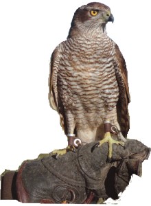 cetreria portogallo 0005
