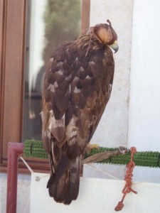 cetreria portogallo 0006