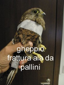 gheppio