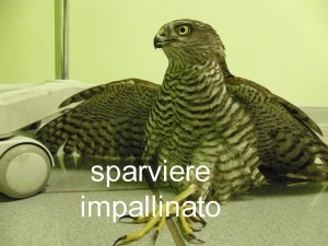 sparviero