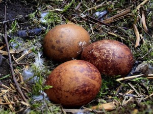 peregrine-eggs
