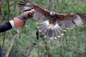 FALCO-FALCHI-FALCONERIA-UCCELLI-RAPACI-1-3-585x390