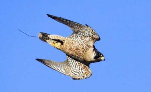 falco_pellegrino_picchiata