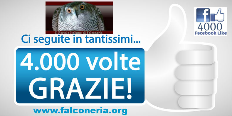 falconeriaorg