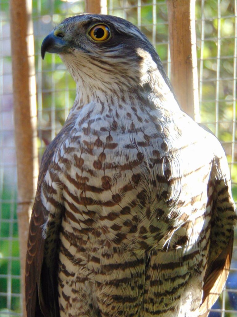 sparviero