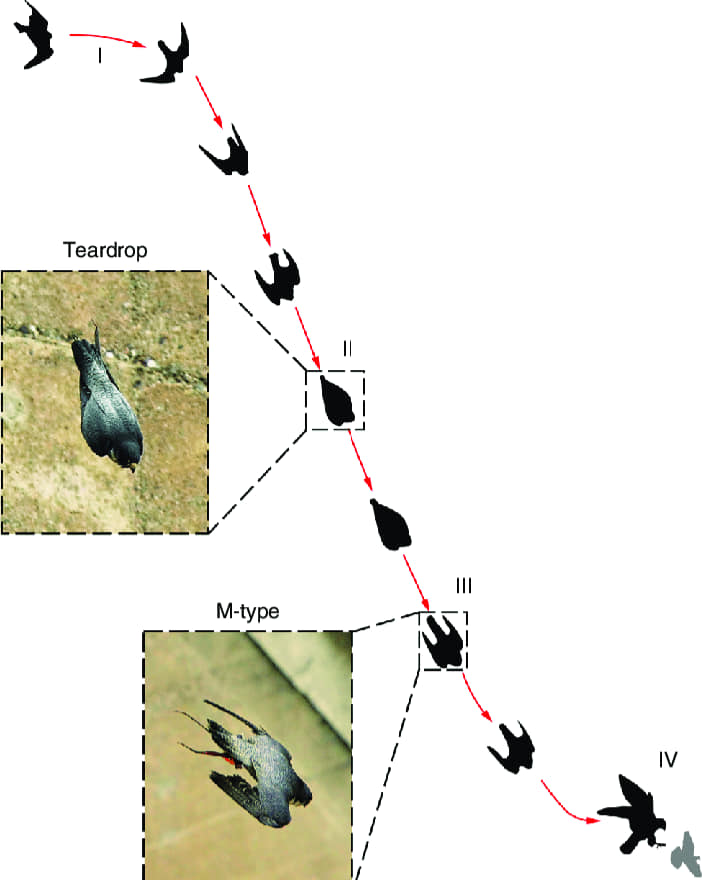 falco pellegrino picchiata