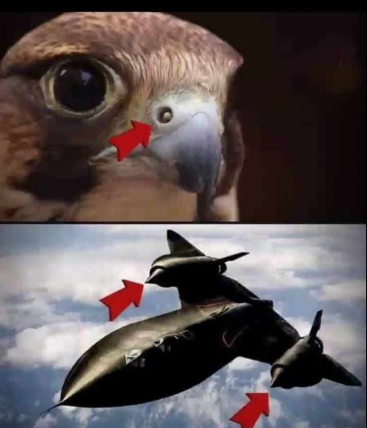 falco pellegrino