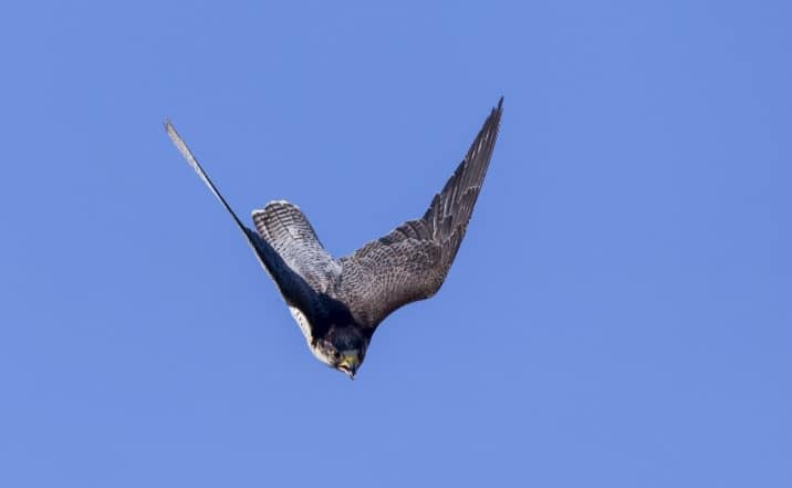 falco pellegrino