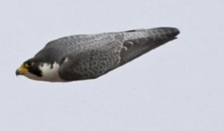 falco pellegrino