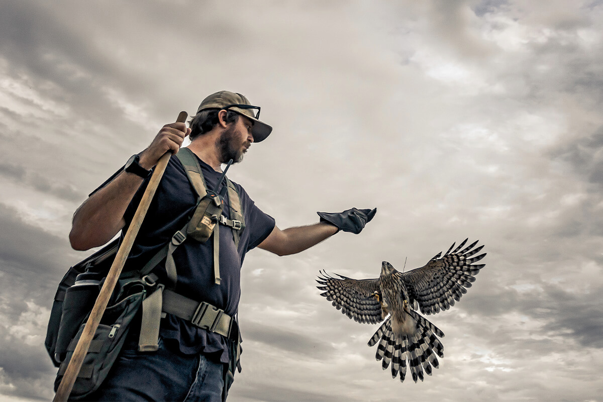 falconeria