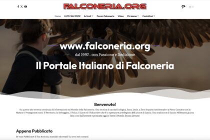 falconeria con le aquile