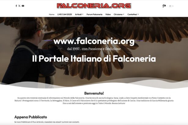 falconeria con le aquile
