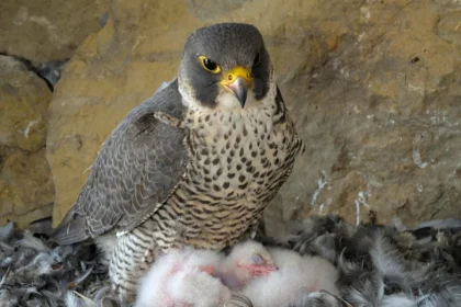 femmina falco pellegrino con pulli