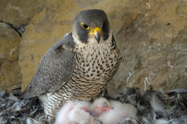 femmina falco pellegrino con pulli