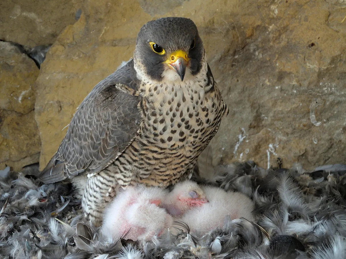 femmina falco pellegrino con pulli